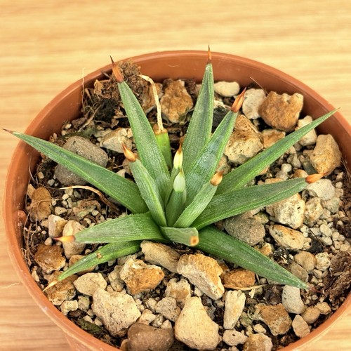 Agave albopilosa pot - albopilosa,