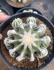 1pcs Uebelmannia Hinton pavimento 7-8cm multitesta WYSIWYG spedizione casuale