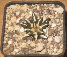 Ariocarpus kotschoubeyanus var. elefantidi Vista Hermosa, Queretaro, Messico