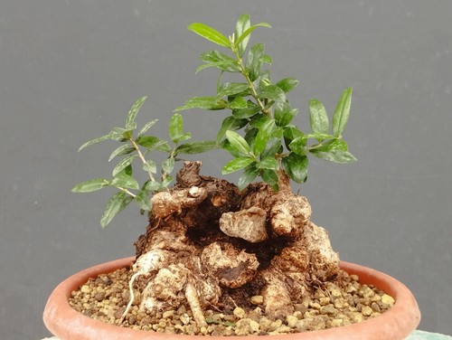 Bonsai olivastro 24x15cm - bonsai,