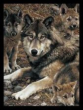 BLACK FRAMED WOLF AND PUPS -