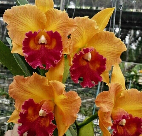 Cattleya peach flame delight - flame,
