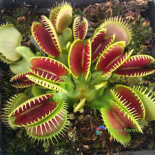 50 semi Dioneа Muscipula