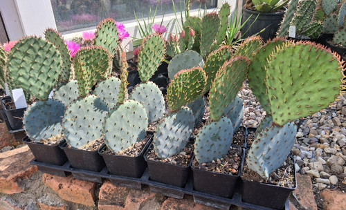 Opuntia macrocentra