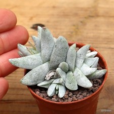 Crassula cornuta Vaso 5.5 cm