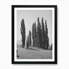 Lombardy Poplars, Box Elder