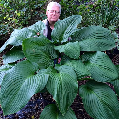 Pianta hosta plantain - di,