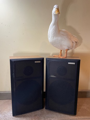 Coppia altoparlanti pioneer - coppia,