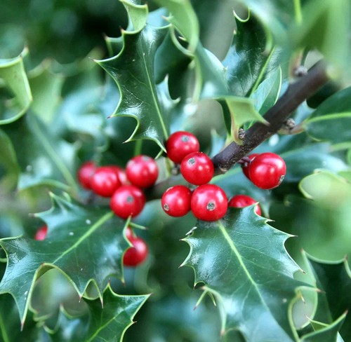 Ilex aquifolium 60cm - aquifolium, 40-60cm