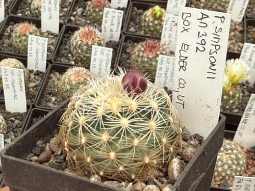 Pediocactus simponii am392 - pediocactus,