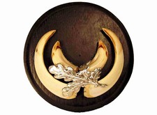 Trofeo con Zanne di Cinghiale