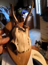 Trofeo Di CAPRIOLO IN BIANCO CRANIO CORNA SCUDO IN LEGNO  TASSIDERMIA