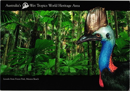Cartolina cassowary wildlife - cartolina,