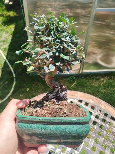 Bonsai olea europaea - bonsai,