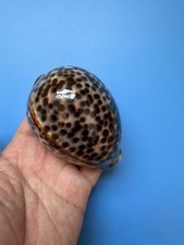 92,4 mm | Cypraea Tigris