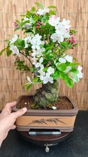 Bonsai melo 60cm - di, visita