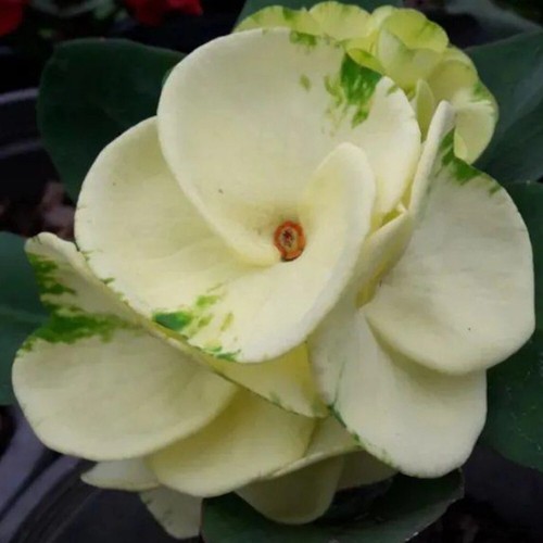 Corona spine phutawan thai - corona,