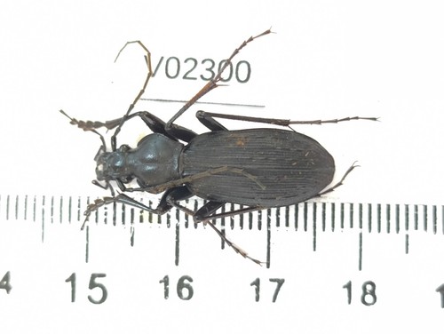 V02300 insetti carabidae - v02300., insetti,