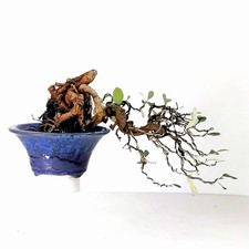 SHOHIN BONSAI eleagno