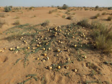 Citrullus colocynthis, Melone