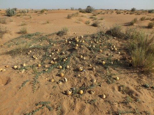 Citrullus colocynthis melone - colocynthis,,