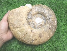 8"  Nice Acanthoceras Ammonite
