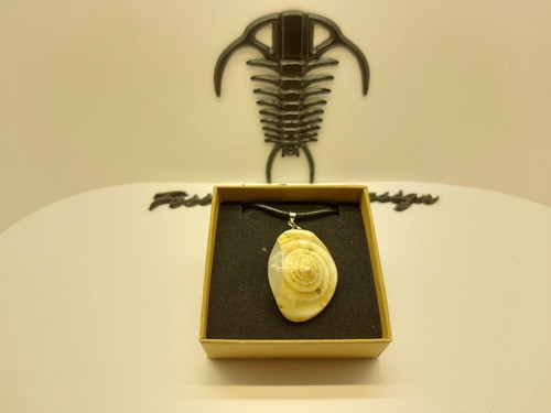 Fossil shell gasteropode - fossil,