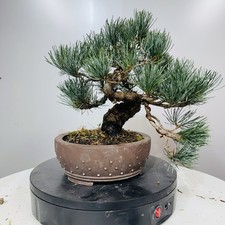 Pre Bonsai Di Pino