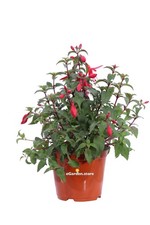 Pianta vera di Fuchsia fiori