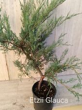 Prebonsai BONSAI Ginepro Etzii