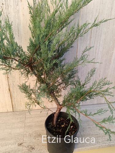 Prebonsai bonsai ginepro etzii - bonsai,