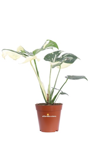 Pianta monstera thai - pianta,