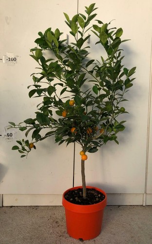 Pianta calamondino vaso - calamondino,