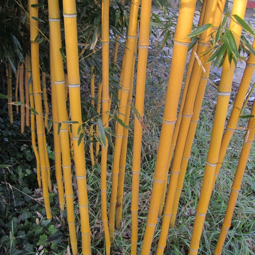 Pianta bambù gigante vaso - , 16