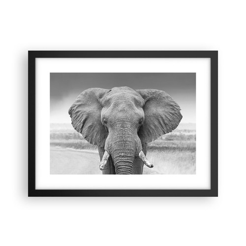 Poster 40x30cm elefante africa - poster,