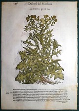 Stampa antica MATTIOLI