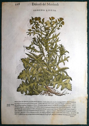 Stampa antica mattioli - antica,