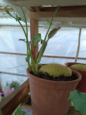 Pianta Zucchina Spinosa Vaso