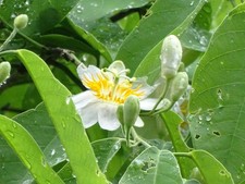 Passiflora sphaerocarpa 10