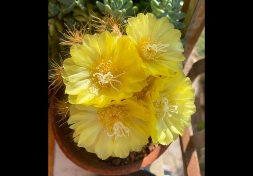 Cactus notocactus - (, parodia)