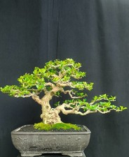 Ehrethia microphylla carmona - ehrethia, microphylla,