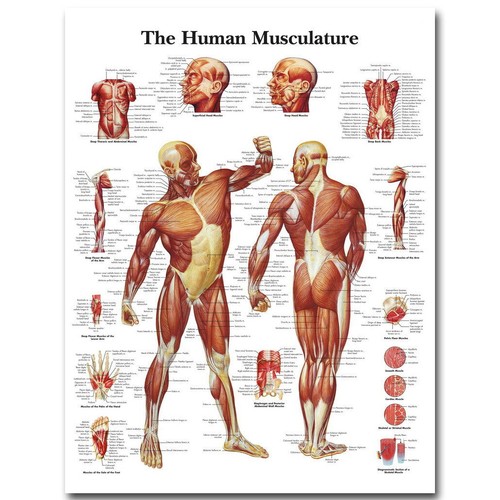 82360 human anatomy muscles - anatomy,