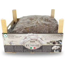 KIT COLTIVAZIONE FUNGHI CHAMPIGNON SUBSTRATO FUNGO PRATAIOLO con TERRICCIO 8 kg