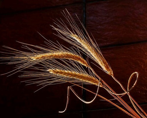 2000 graines orge - d,