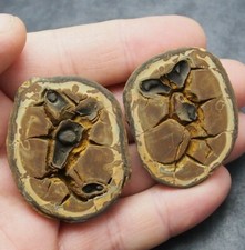 Fossile Settario Marocco 50 milioni di anni Africa Geode Septaria Dino