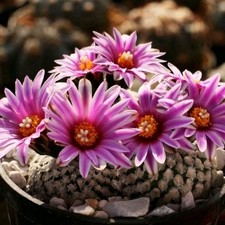 Turbinicarpus valdezianus - , lx