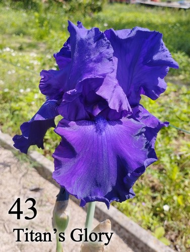 Rizoma iris germanica - 1,