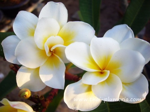 Frangipani plumeria oro - plumeria,