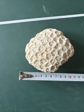 Corallo Cervello Goniastrea favulus 10 Cm Circa