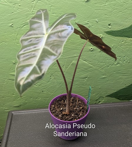Alocasia pseudo sanderiana - alocasia,